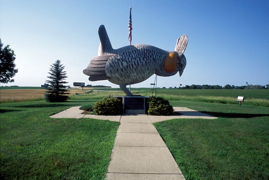 A prairie chicken in Rothsoy, Minnesota