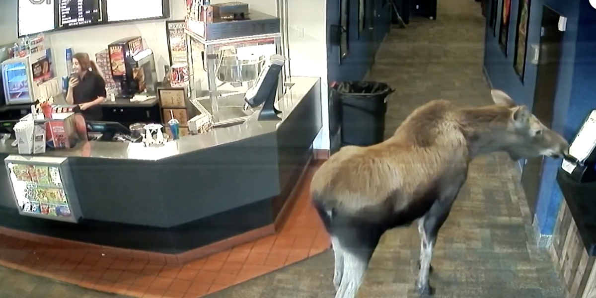 Moose_Alaska_Movie_Theater