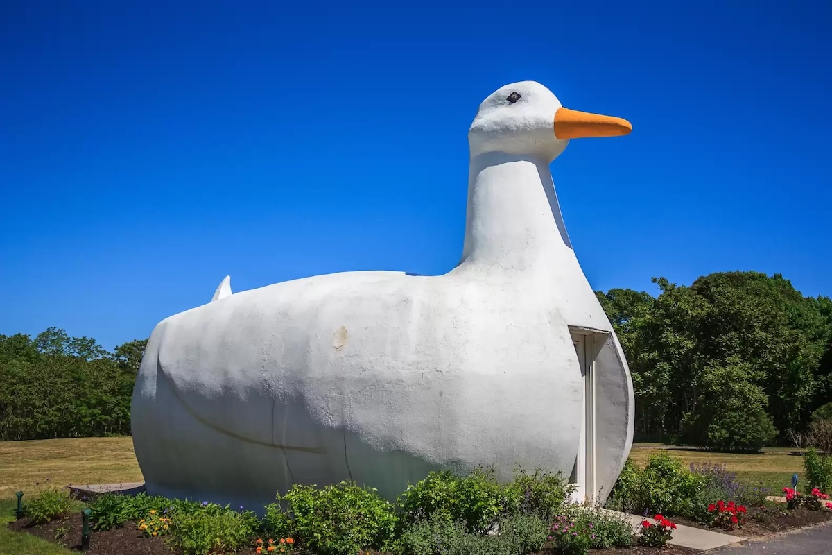 Long_Island_Duck