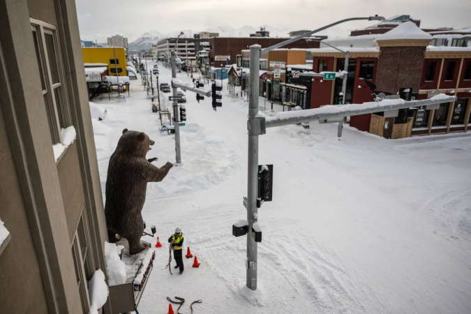 Anchorage_Grizzly_Bear