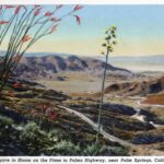 Pine-to-Palms Highway Postcard